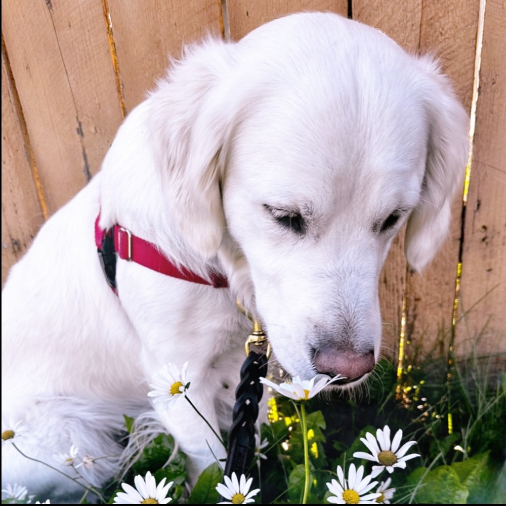 Sometimes you just have to stop and smell the flowers 🌼 🐾💜🐾